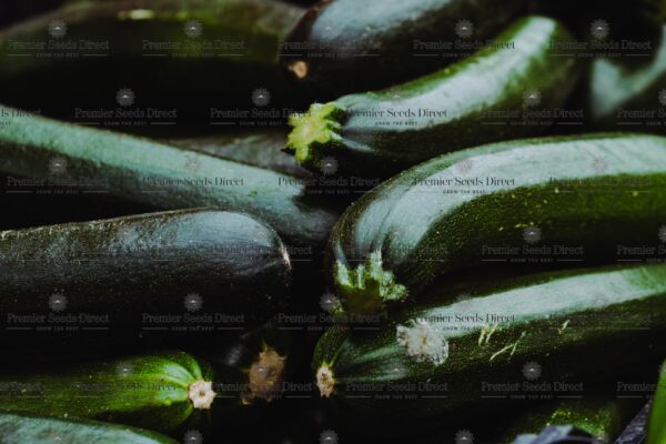 Organic Courgette Black Beauty - Image 4