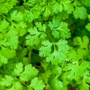 Organic Coriander