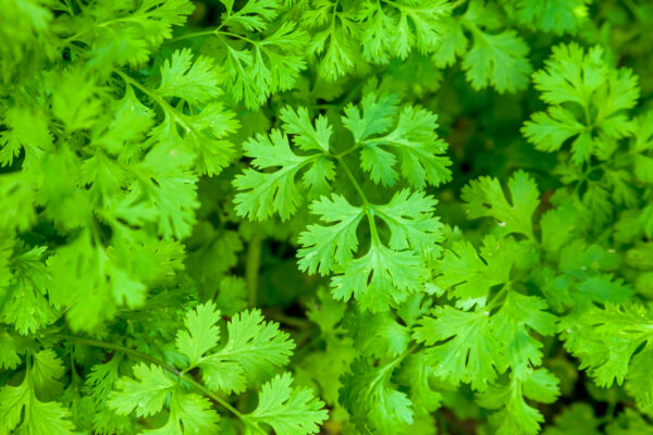 Organic Coriander