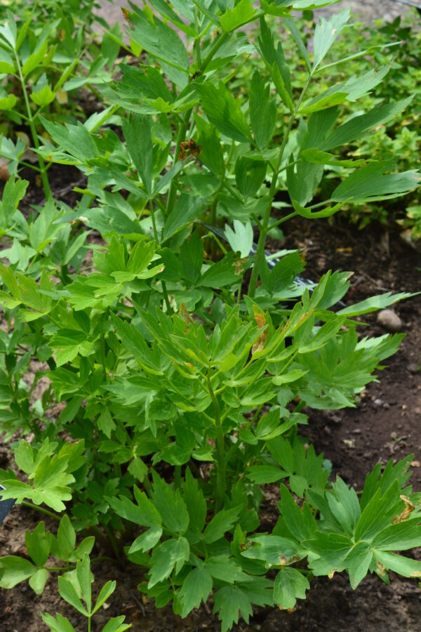Herb Lovage Levisticum Officinale - Image 2