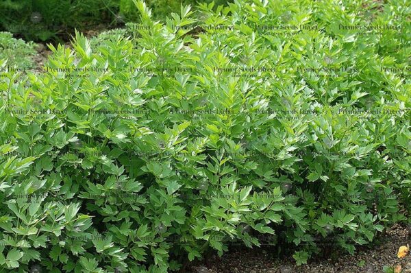 Herb Lovage Levisticum Officinale - Image 3