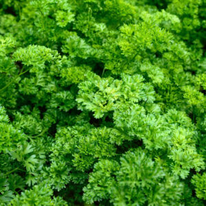 Organic Parsley Triple Moss Curled