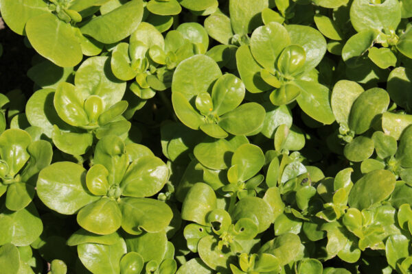 Herb - Purslane Golden - Image 2