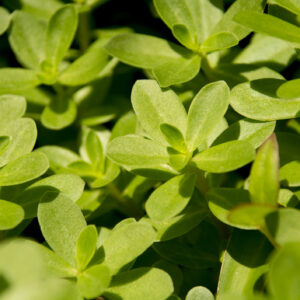 Herb - Purslane Golden