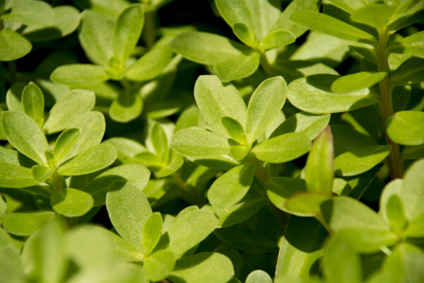 Herb - Purslane Golden