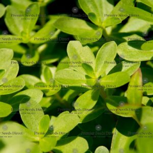 HERB - PURSLANE GREEN/ SUMMER