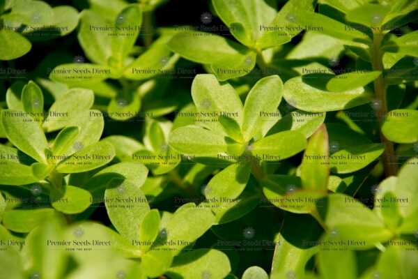 HERB - PURSLANE GREEN/ SUMMER
