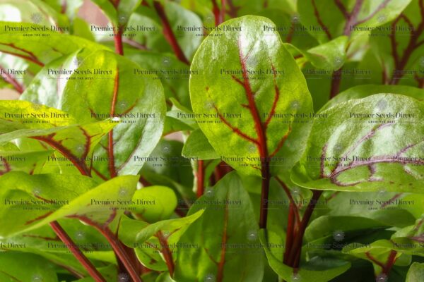 Herb - Sorrel Red Veined - Image 2