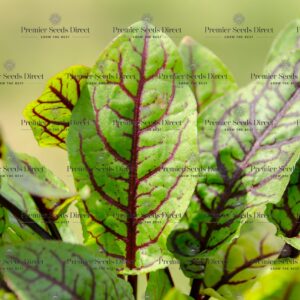 Herb - Sorrel Red Veined