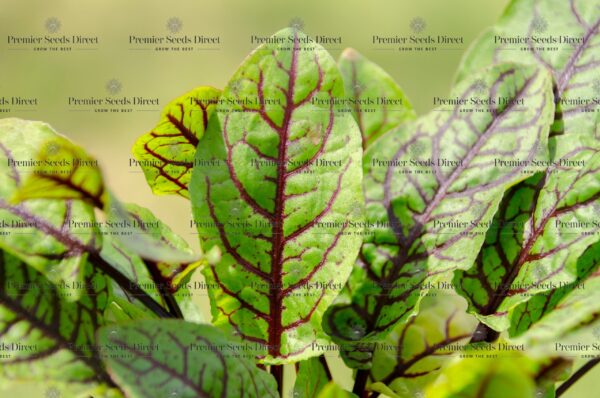 Herb - Sorrel Red Veined