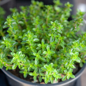 Herb - Thyme Thymus Vulgaris