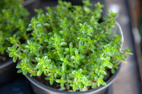 Herb - Thyme Thymus Vulgaris