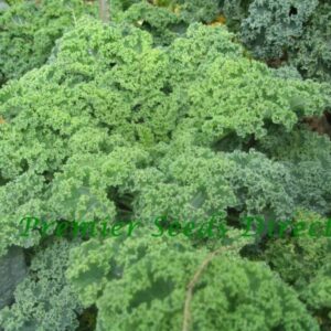 Organic Kale Dwarf Blue Scotch Curled