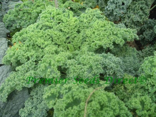 Organic Kale Dwarf Blue Scotch Curled