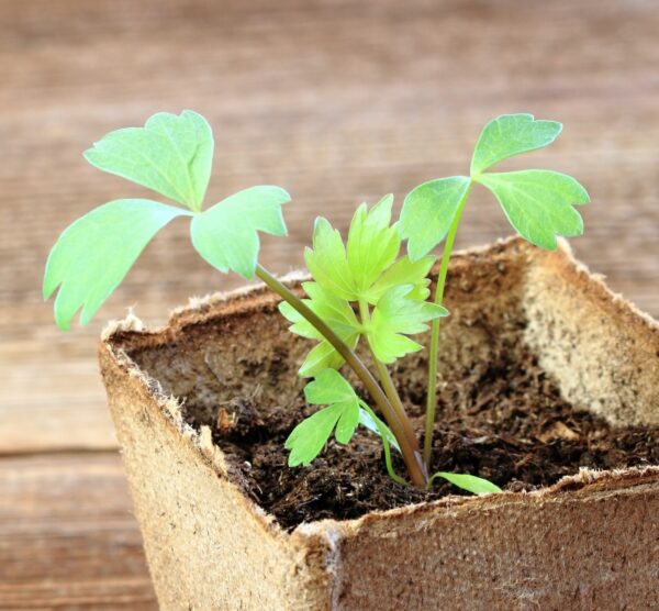 Herb Lovage Levisticum Officinale