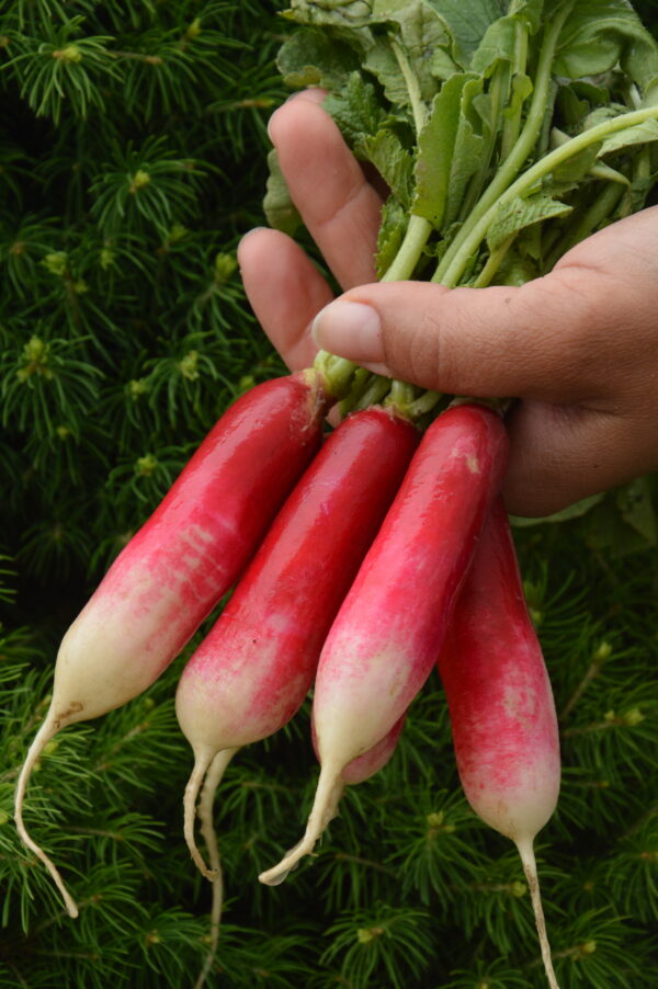 Organic Radish French Breakfast 2 - Image 2