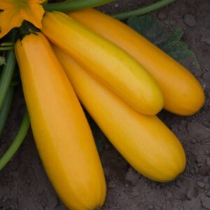 Courgette Atena Polka F1