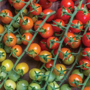 Tomato - Cherry Baby F1