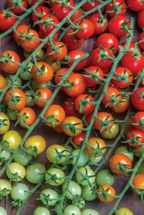 Tomato - Cherry Baby F1