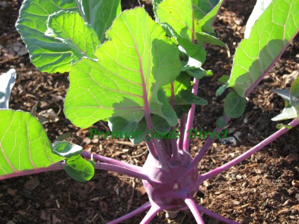 Kohlrabi - Delicacy Purple - Image 3