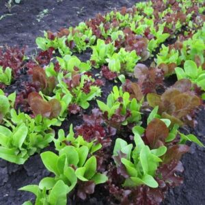 Organic Lettuce Gourmet Looseleaf Cutting Mix