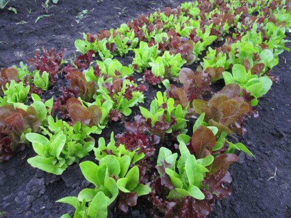 Organic Lettuce Gourmet Looseleaf Cutting Mix