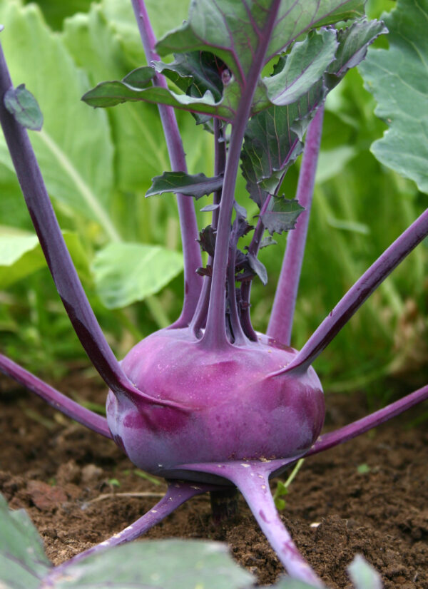 Kohlrabi - Delicacy Purple - Image 2