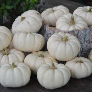 Pumpkin - White Baby Boo