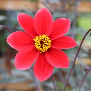 Dahlia - Bishops Children