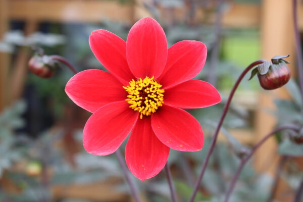 Dahlia - Bishops Children