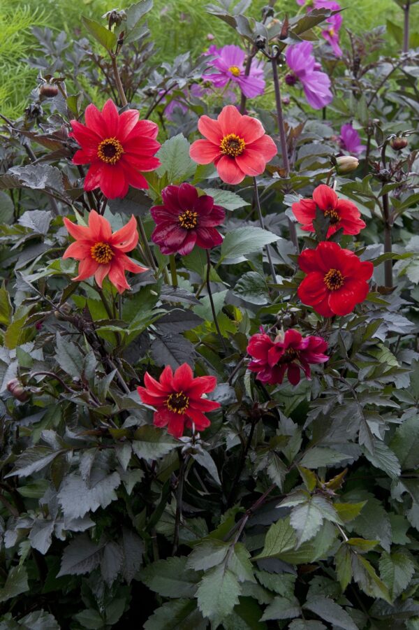 Dahlia - Bishops Children - Image 3