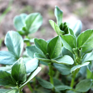 Green Manure Field Bean (Maris Bead)