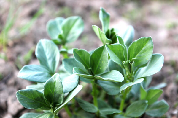 Green Manure Field Bean (Maris Bead)