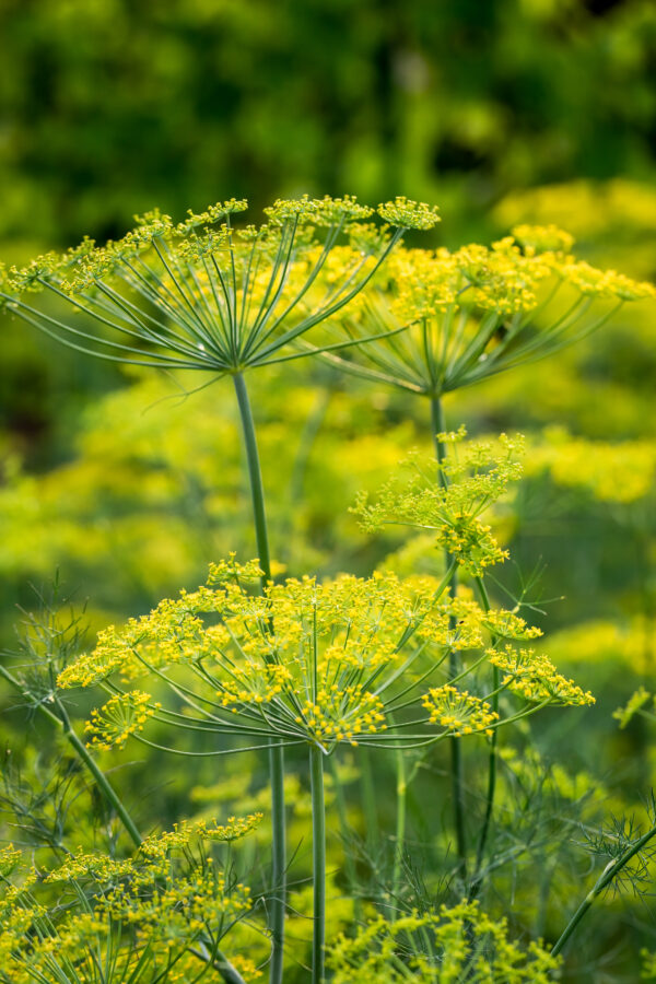 Organic Dill Mammoth - Image 2