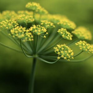 Organic Dill Mammoth