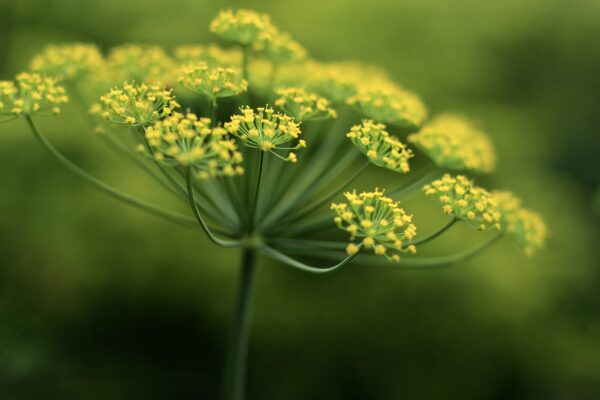 Organic Dill Mammoth