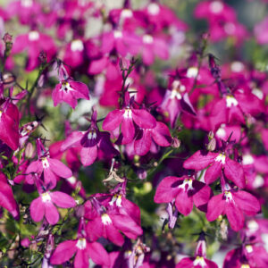 Lobelia Cascade Red