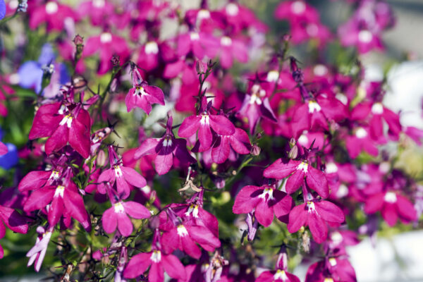 Lobelia Cascade Red
