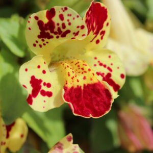 Mimulus Tigrinus