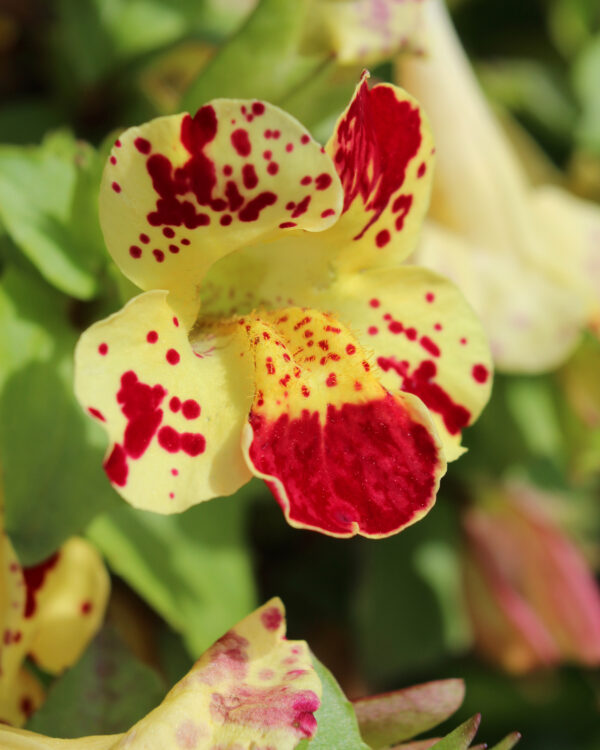 Mimulus Tigrinus