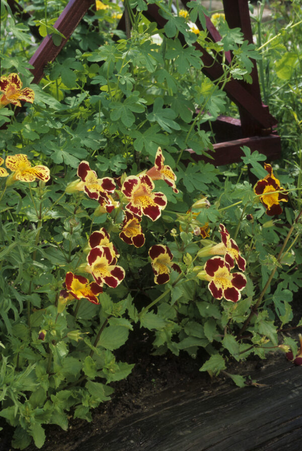 Mimulus Tigrinus - Image 2