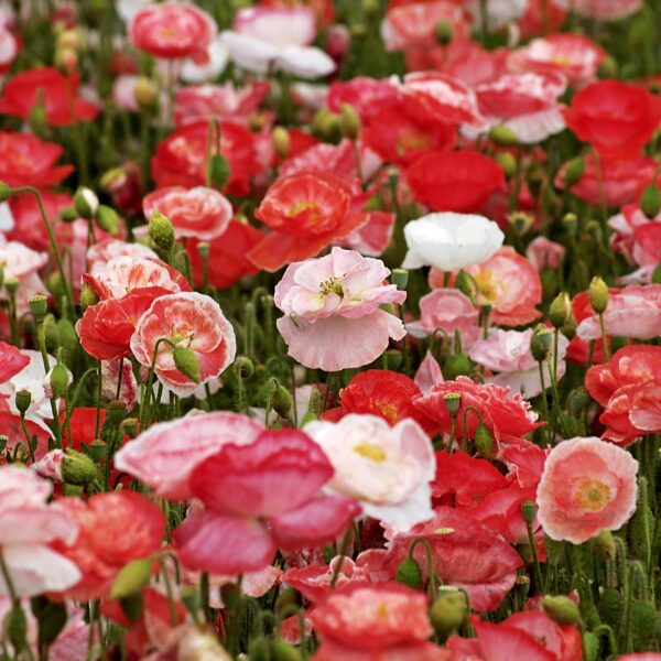 Papaver Rhoeas - Poppy Falling in Love
