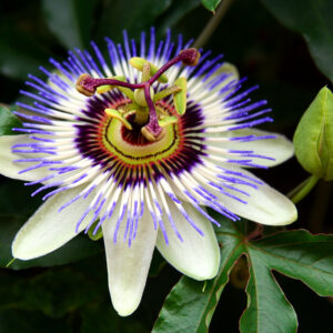 Passion Flower - (Passiflora Caerulea)