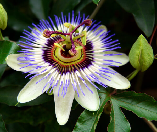 Passion Flower - (Passiflora Caerulea)
