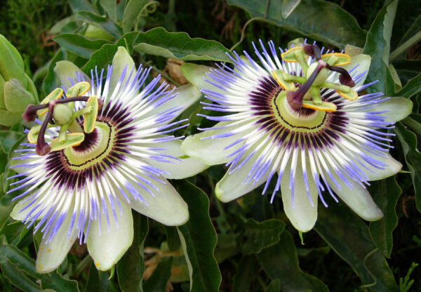 Passion Flower - (Passiflora Caerulea) - Image 2