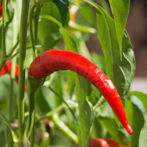 Pepper Hot- Rawit