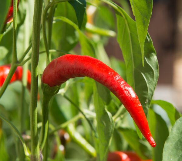 Pepper Hot- Rawit