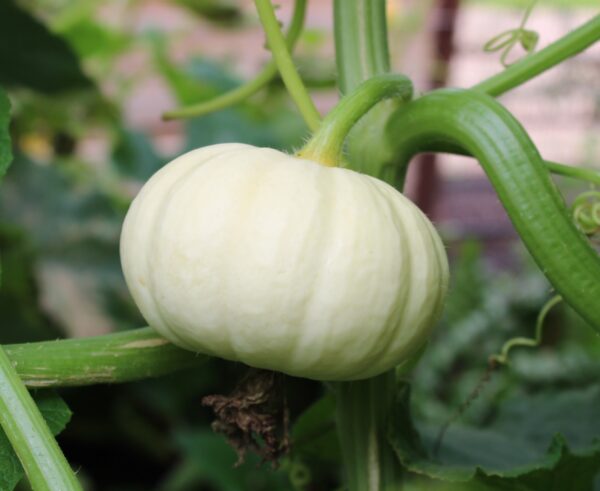 Pumpkin - White Baby Boo - Image 2