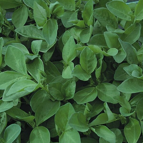 Green Manure Field Bean (Maris Bead) - Image 2