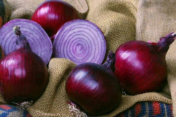 Onion - Red Creole - Image 2